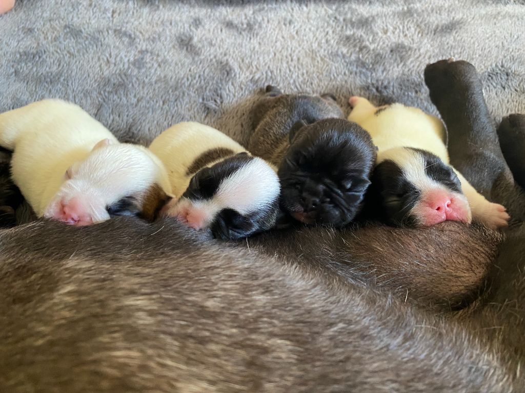 chiot Bouledogue français Maxime Brigot