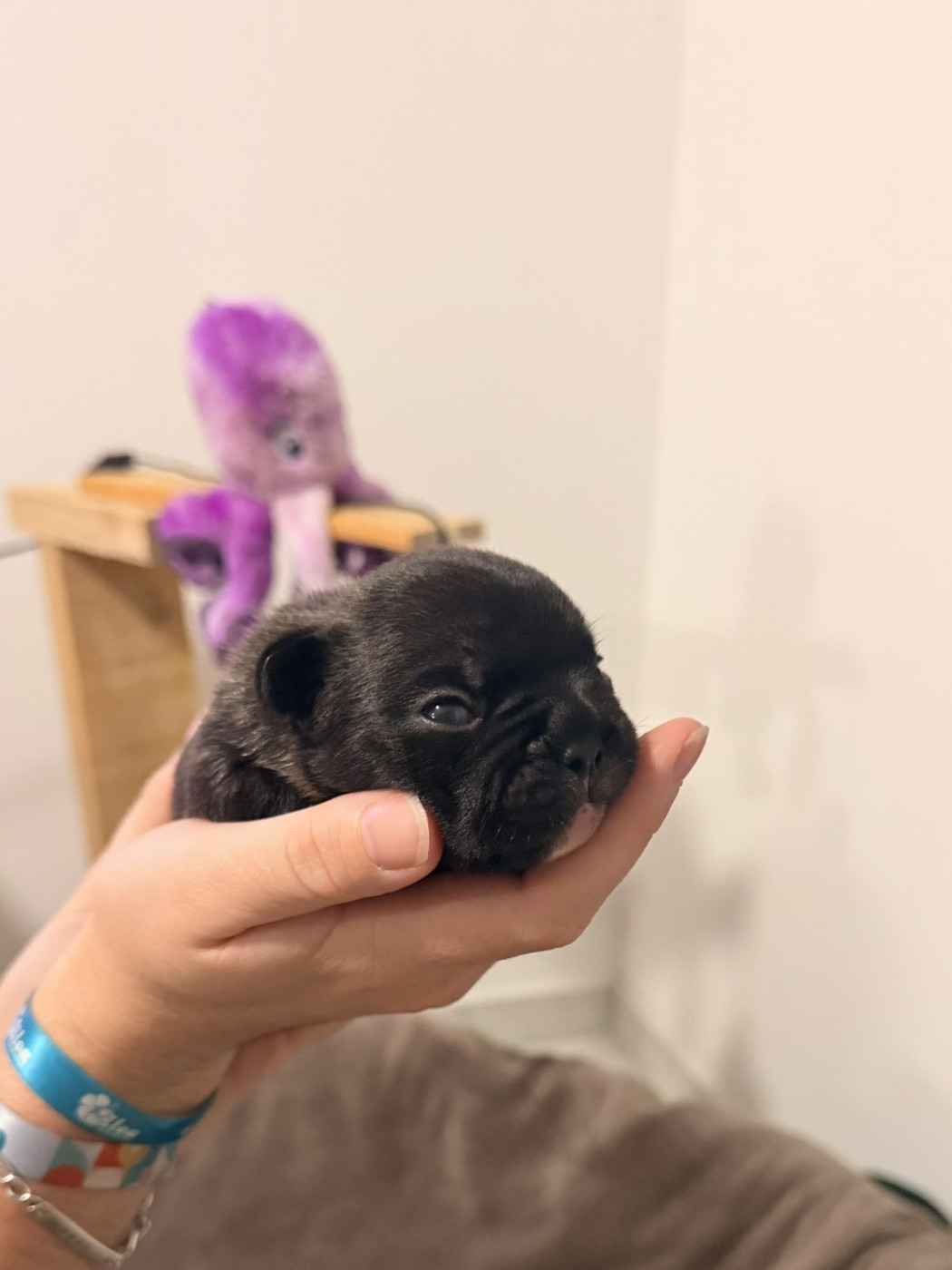 Maxime Brigot - Chiots disponibles - Bouledogue français
