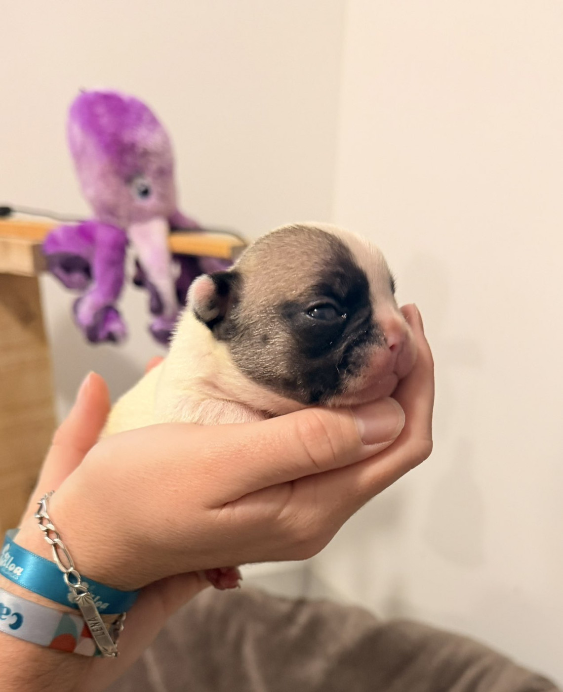 Maxime Brigot - Chiots disponibles - Bouledogue français
