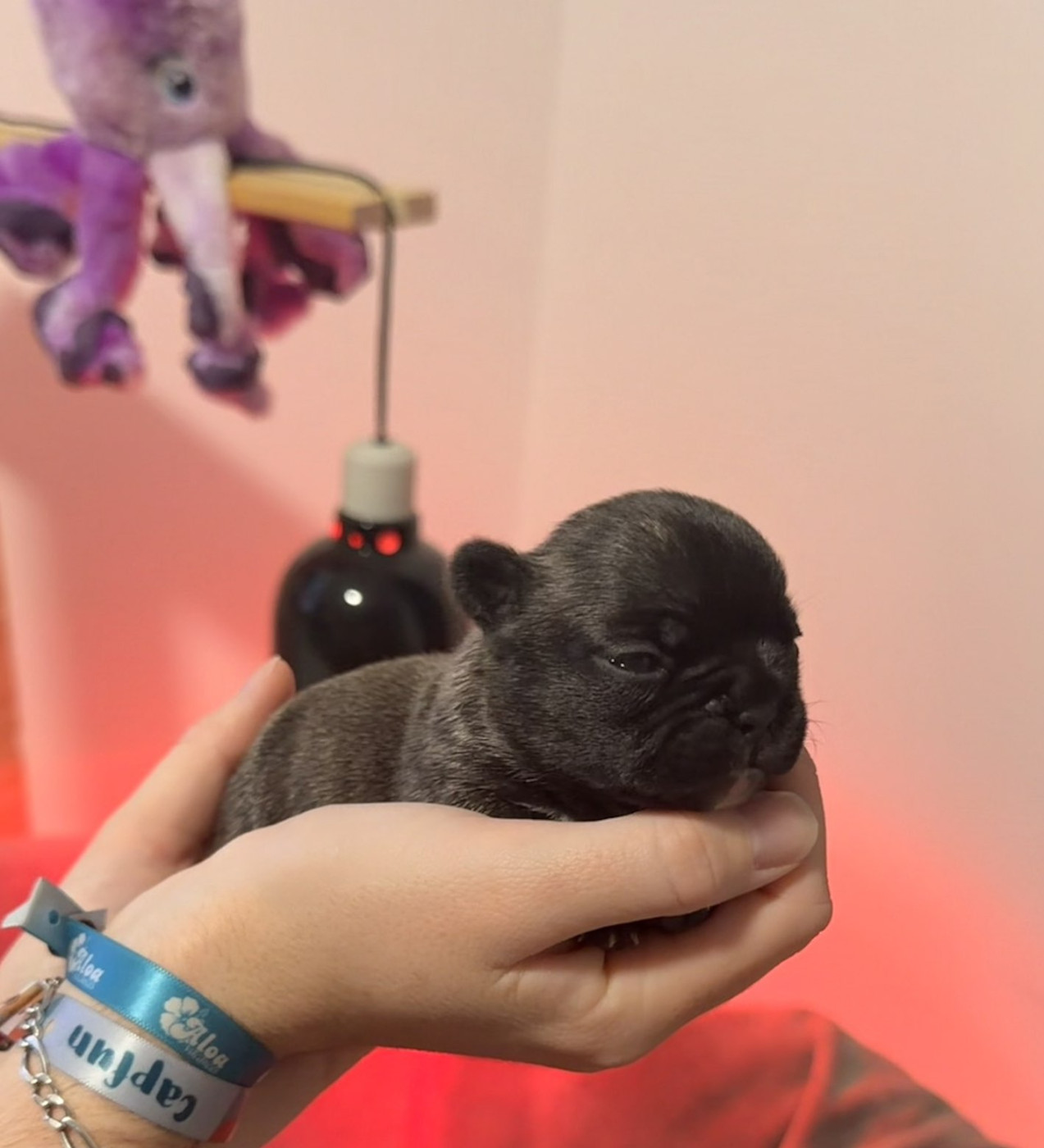 Maxime Brigot - Chiots disponibles - Bouledogue français