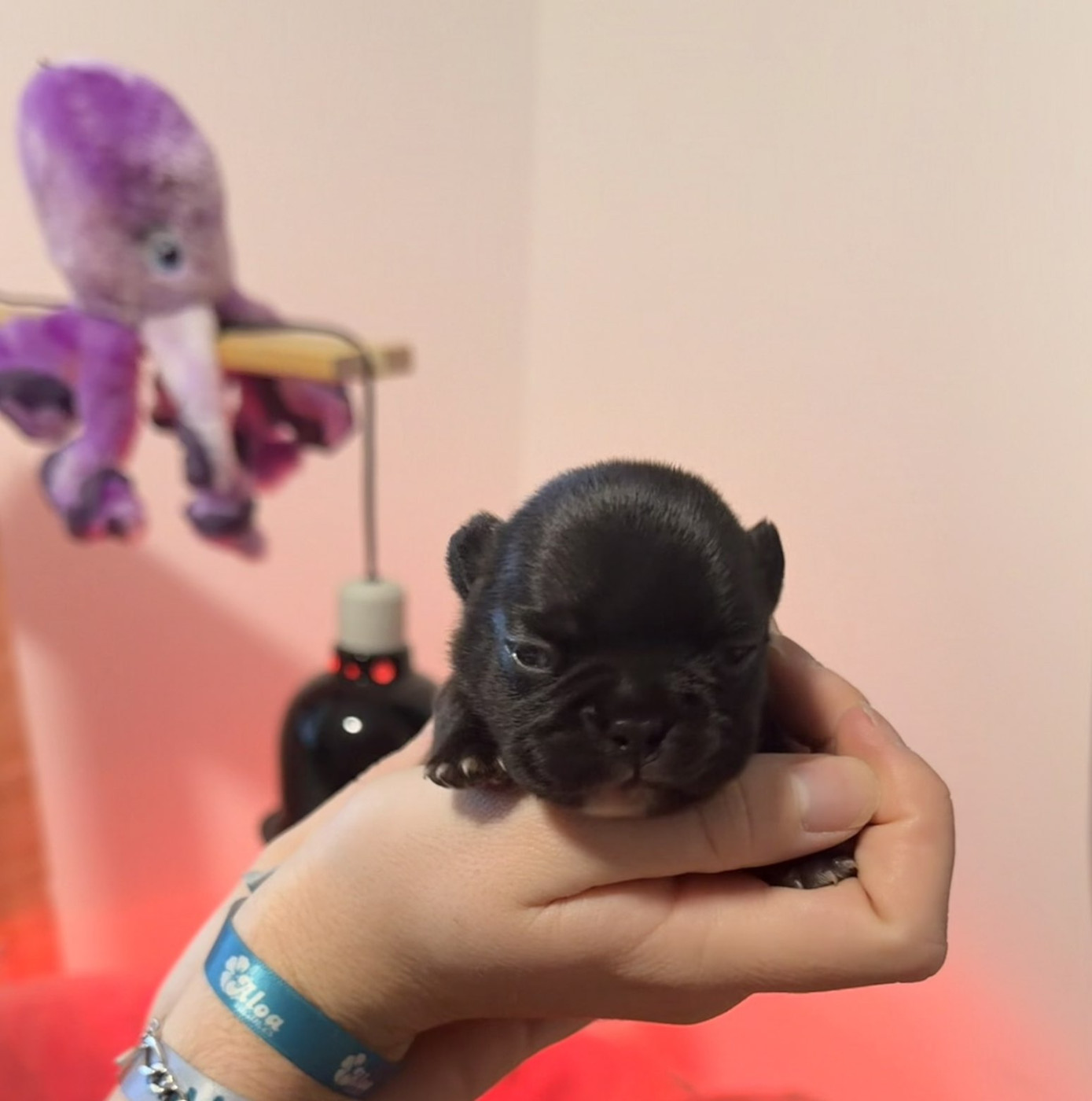 Maxime Brigot - Chiots disponibles - Bouledogue français