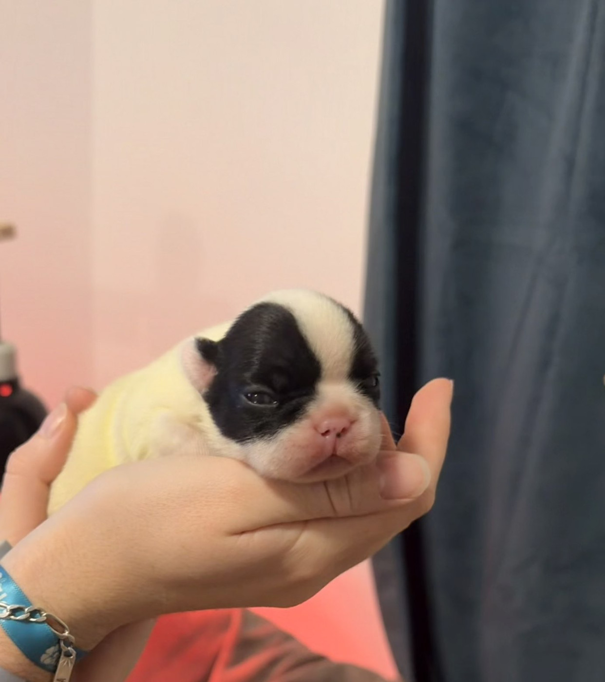 Maxime Brigot - Chiots disponibles - Bouledogue français